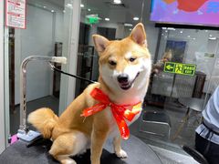 -宠物家(双井店)