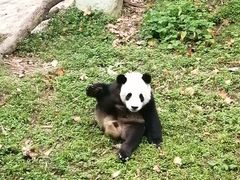 -都江堰中华大熊猫苑