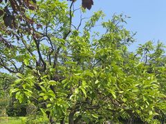 -铁山坪森林公园