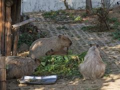 -合肥野生动物园