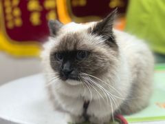 -瑞鹏宠物医院·眼科·皮肤·中兽医(大悦城分院)