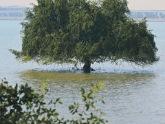 -宝安西湾红树林湿地公园