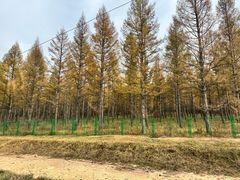 -塞罕坝国家级自然保护区