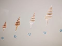-青岛贝壳博物馆