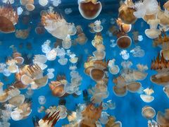 -海合安青岛极地海洋公园