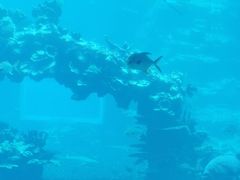 -海棠湾洲际-涛·海底餐厅·美人鱼·自助餐·海底隧道