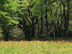 -上海共青森林公园