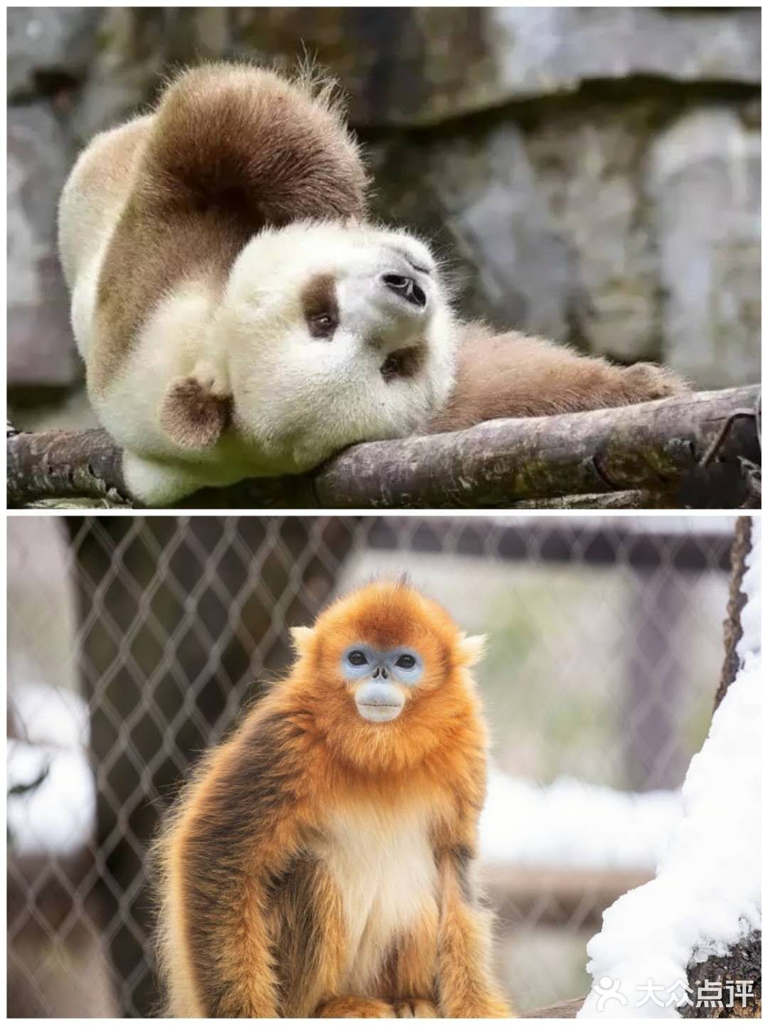 西安遛娃好去处|“秦岭四宝”看棕色大熊猫