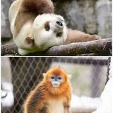 西安遛娃好去处|“秦岭四宝”看棕色大熊猫