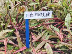 -黄兴公园