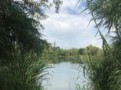 -才村湿地公园