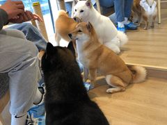 -南京Hallo宠物乐园·哈罗犬舍·柴犬繁育基地
