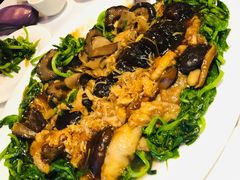 -食为先(Shark Fin)