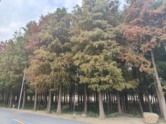-上海长兴岛郊野公园