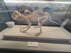 -四川大学博物馆