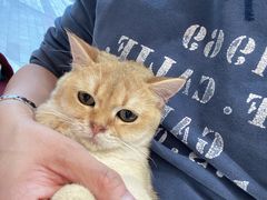 -飞行喵MR PILOT|猫舍·猫咖(静安大融城店)