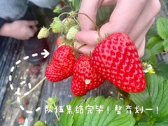 -喜杨洋草莓采摘园