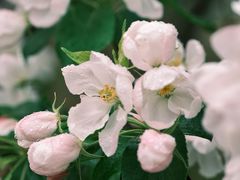 -海棠花溪(元大都城垣遗址公园)