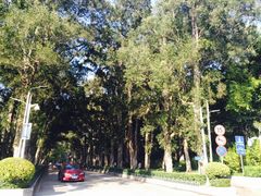 -中山大学学者灵芝(园南路店)