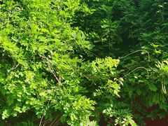 -晋阳饭庄(虎坊桥店)