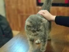 -猫色咖啡·猫咖