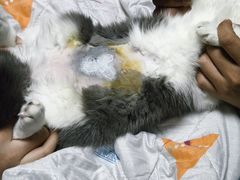 -美联众合宠物医院·爱萌分院·内外科·猫科中心