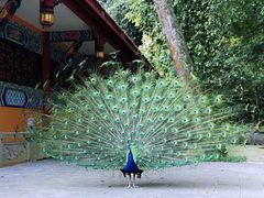 -都江堰普照寺