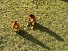 -西霞口神雕山野生动物世界
