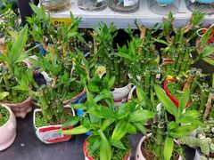 -大润发(康桥店)