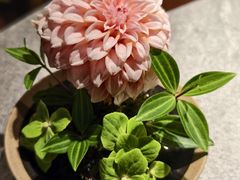 -马旺子·川小馆