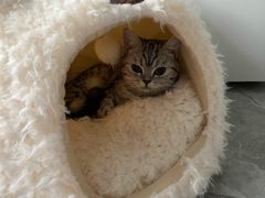 -lincat·猫舍(广州店)