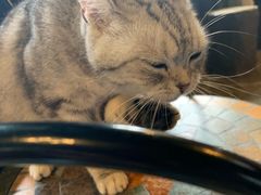 -猫猫幼稚园·撸猫·桌游·电玩