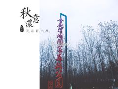 -合肥滨湖国家森林公园