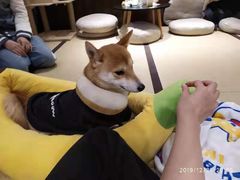 -逗柴咖啡屋·狗咖猫咖宠物桌游