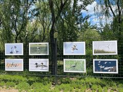 -野鸭湖国家湿地公园