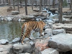 -北京野生动物园