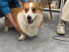 -安安宠医·臻爱宠物医院·宠保定点(营门口路分院)