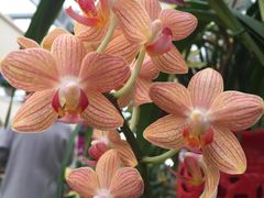 -荷兰花海