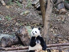 景点-成都大熊猫繁育研究基地
