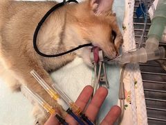 -瑞派宠物医院·犬猫全科·猫友好(宾水西道店)