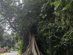 -中国科学院西双版纳热带植物园
