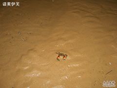 -日照海滨国家森林公园