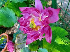 -莲花池公园