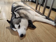 -Husky Go! 哈士奇体验馆·宠物咖啡厅狗咖