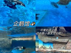 -海合安武汉极地海洋公园