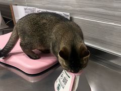 -瑞派名望志远动物医院·猫科·內科·异宠专科(直港大道店)