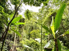 -西双版纳原始森林公园