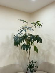 -HEYAN荷妍专业脱毛连锁机构