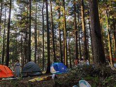 -重庆睡佛山森林公园
