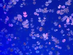 -海合安青岛极地海洋公园